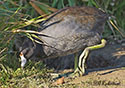 Fulica americana